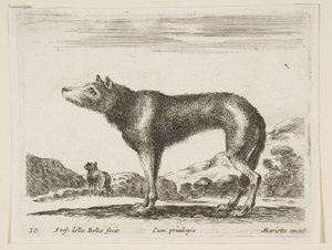 Plate 20: Wolf, from Various Animals by Stefano della Bella