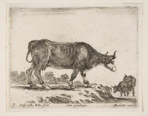 Plate 7: Ox, from Various Animals