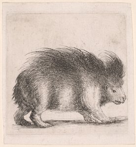 Porcupine, Facing Right by Stefano della Bella