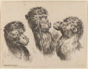 Three Camel Heads by Stefano della Bella