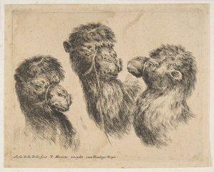 Three Camel Heads by Stefano della Bella
