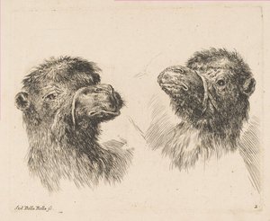 Two Camel Heads by Stefano della Bella