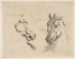 Two Horse Heads by Stefano della Bella