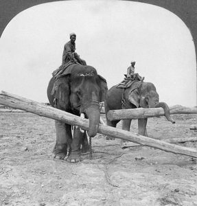 Elephants Working in a Lumber Yard, Rangoon, Burma