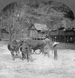 Threshing Rice, Amarapura, Burma, 1908