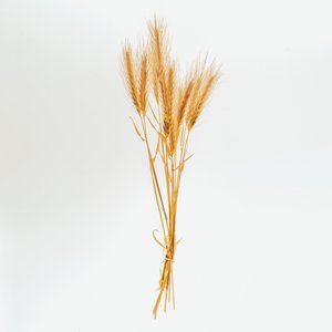 Barley No. 01, 2020 by Steve Gallagher