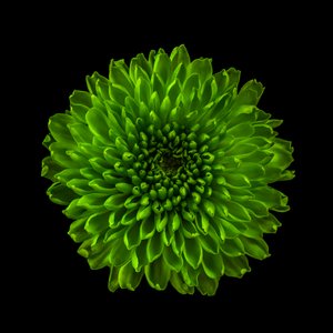 Chrysanthemum No. 01, 2020
