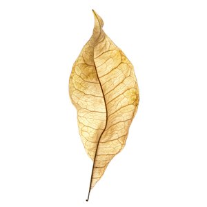 Leaf Study No. 01, 2020 by Steve Gallagher