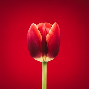 Portrait of a Singular Red Tulip on a Red Background