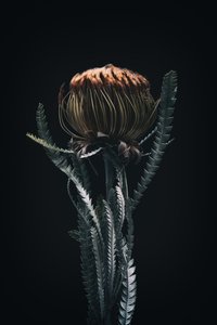 Single Protea, 2021