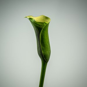 Single Green Calla Lily
