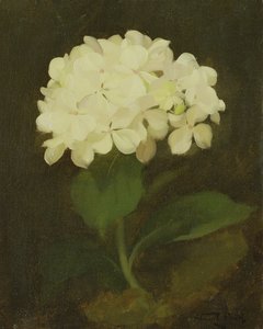 White Hydrangea
