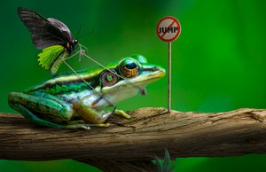 Funny Frog Jump Sign