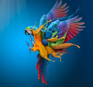 Vibrant Parrot Splash