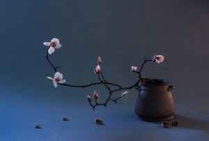 Zen Magnolia Blossom by Summer2016