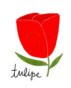 Vibrant Red Tulip