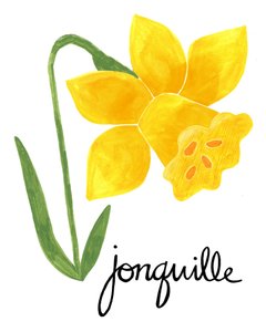 Yellow Jonquil Illustration by Susan Black