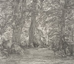 Forest Scene from Falster
