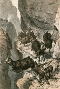 Chamois hunted on a Narrow Ledge by Swiss School