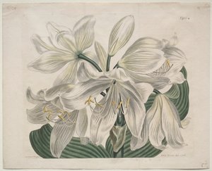 The Botanical Magazine or Flower Garden Displayed: White Cape - Coast Lily by Sydenham Teast Edwards