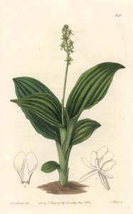 African Liparis Orchid