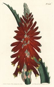 Narrow leaved sword aloe, Aloe arborescens. by Sydenham Teast Edwards