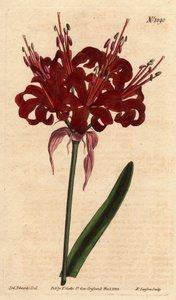 Amaryllis poppy color, with dark crimson flowers, flowering from a single foot by Sydenham Teast Edwards