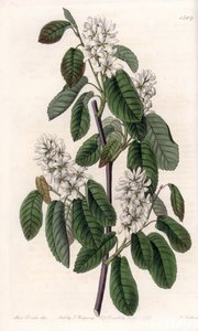 Amelanchier with alder leaves or flowered aronie - Engraved by S.Watts, from an illustration by Sarah Anne Drake, from the Botanical Register of Sydenham Edwards by Sydenham Teast Edwards