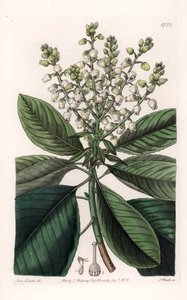 American Arbutus Tree