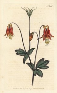 Canadian columbine. Aquilegia canadensis. by Sydenham Teast Edwards