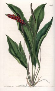Anthurium Gracile