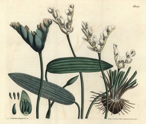 Cap-pondweed, Aponogeton distachyos