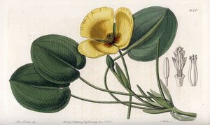 Aquatic Poppy