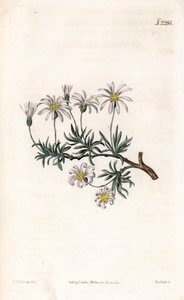 Shrub aster, Felicia fruticosa (Shrubby starwort, Aster fruticulosus). by Sydenham Teast Edwards