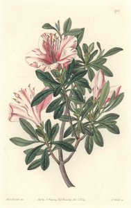 Azalea of Florists - S. Watts Strong Water from an Illustration by Sarah Anne Drake, from the Botanical Register