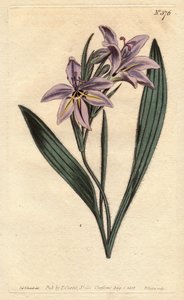 Sweet Scented Babiana with Pale Lilac Flowers. Babiana Plicata. Handcoloured Copperplate Engraving from a Botanical Illustration by Sydenham Edwards from William Curtis