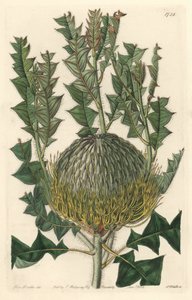 Banksia speciosa, originally from Australia by Sydenham Teast Edwards