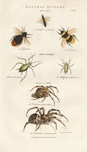 Bees, Aphids and Spiders