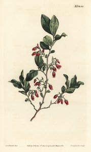 Black huckleberry, Gaylussacia baccata by Sydenham Teast Edwards