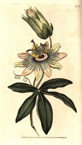 Blue Passiflora - Common passionflower, Passiflora caerulea.