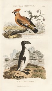Bohemian Waxwing and Great Auk by Sydenham Teast Edwards