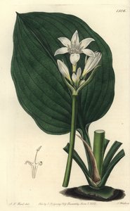 Brisbane lily, Proiphys cunninghamii