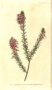 Herbaceous Heath by Sydenham Teast Edwards