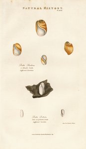 Bubble Shells of Various Species