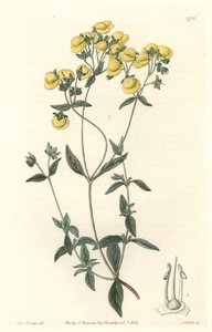 Calceolaria or Small Slipper or Lady