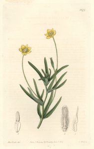California Platystemon