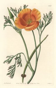 California Poppy by Sydenham Teast Edwards