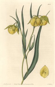Calochorte with Yellow Flowers
