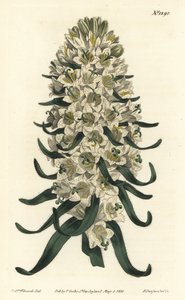 Pyrenean bellflower, Campanula speciosa (Long-spiked bellflower, Campanula thyrsoidea) by Sydenham Teast Edwards