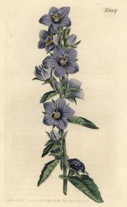 Rough-leaved Bellflower
